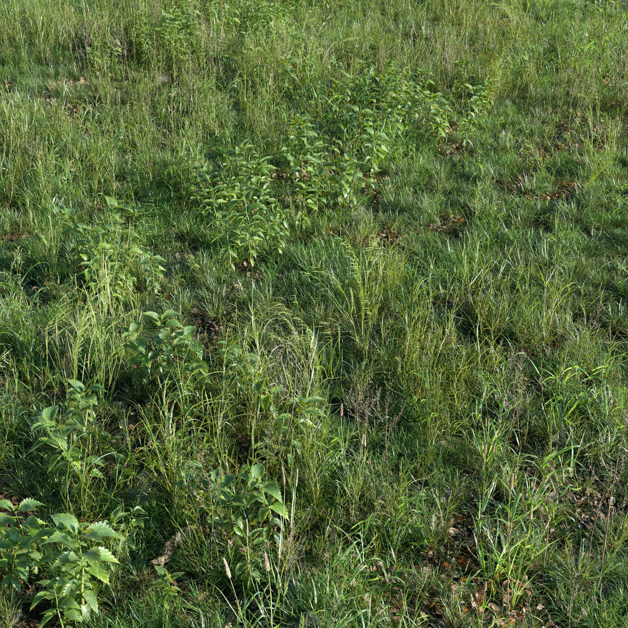 Meadow